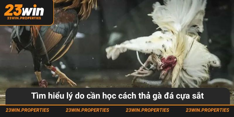 Tìm hiểu lý do cần học cách thả gà đá cựa sắt